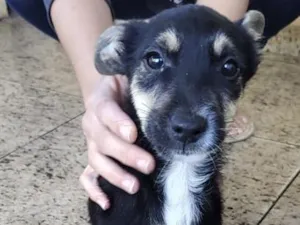Cachorro raça SRD-ViraLata idade 2 a 6 meses nome Canguru