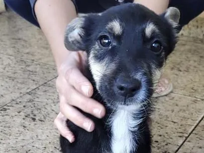 Cachorro raça SRD-ViraLata idade 2 a 6 meses nome Canguru