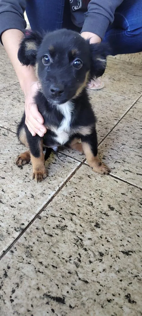 Cachorro raça SRD-ViraLata idade 2 a 6 meses nome Bolo fofo