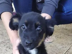 Cachorro raça SRD-ViraLata idade 2 a 6 meses nome Bolo fofo