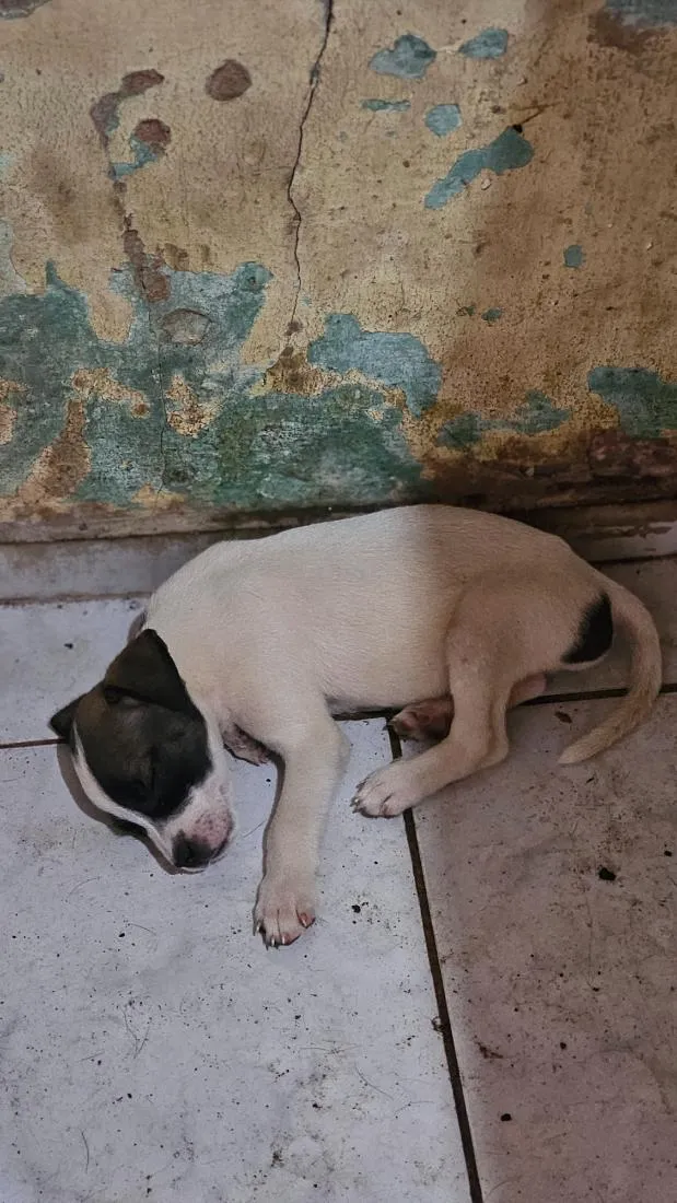 Cachorro raça SRD-ViraLata idade Abaixo de 2 meses nome filhote