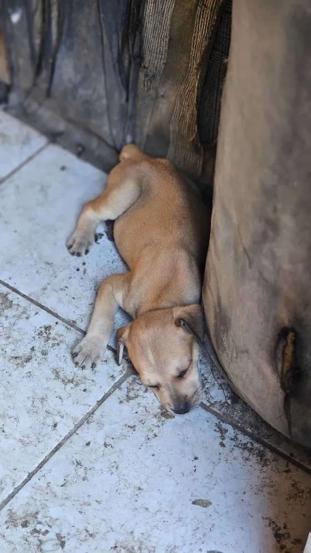 Cachorro raça SRD-ViraLata idade Abaixo de 2 meses nome filhote