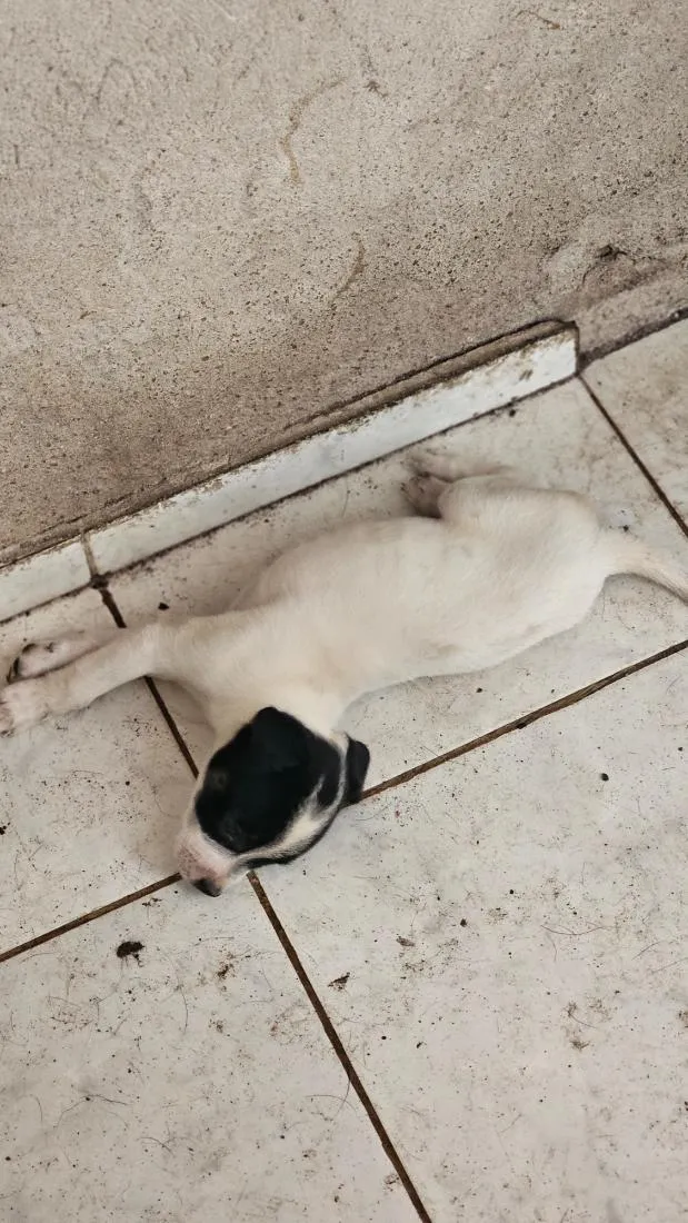 Cachorro raça SRD-ViraLata idade Abaixo de 2 meses nome filhote