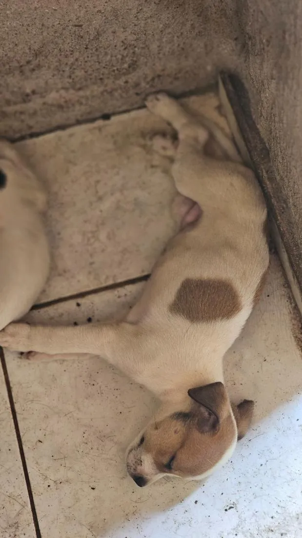 Cachorro raça SRD-ViraLata idade Abaixo de 2 meses nome filhote