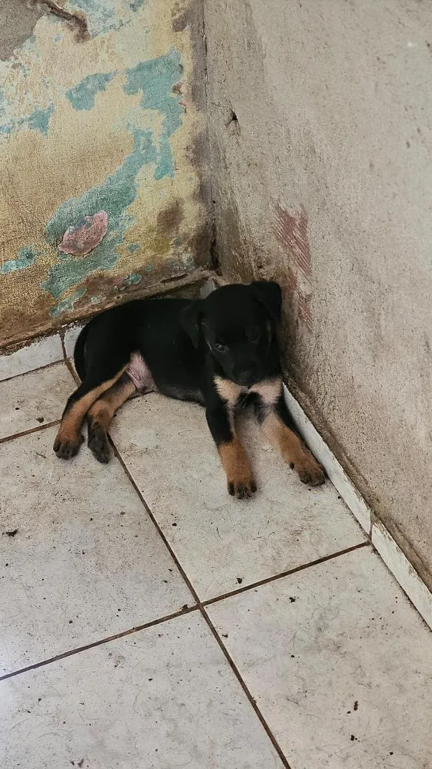 Cachorro raça SRD-ViraLata idade Abaixo de 2 meses nome filhote