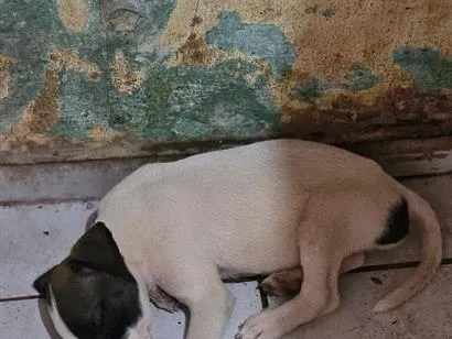 Cachorro raça SRD-ViraLata idade Abaixo de 2 meses nome filhote