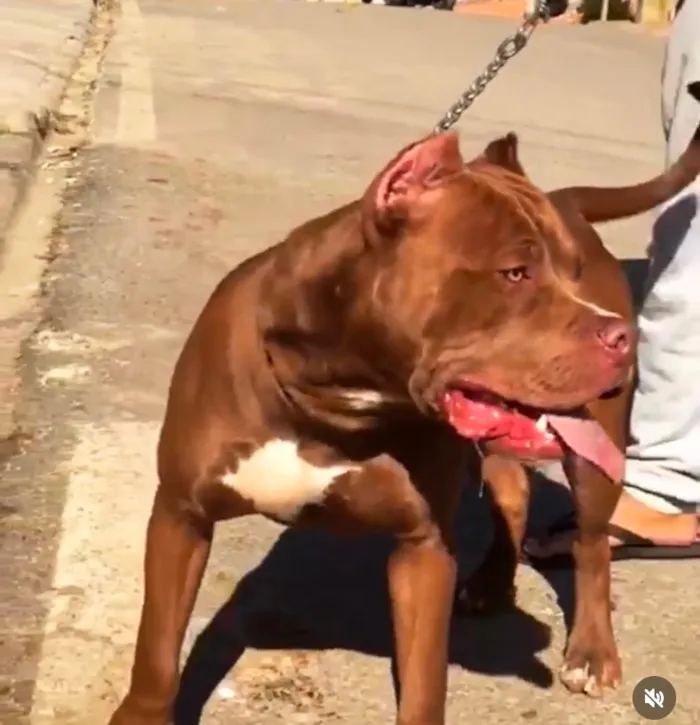 Cachorro raça Pit-Bull idade 4 anos nome Gohan 