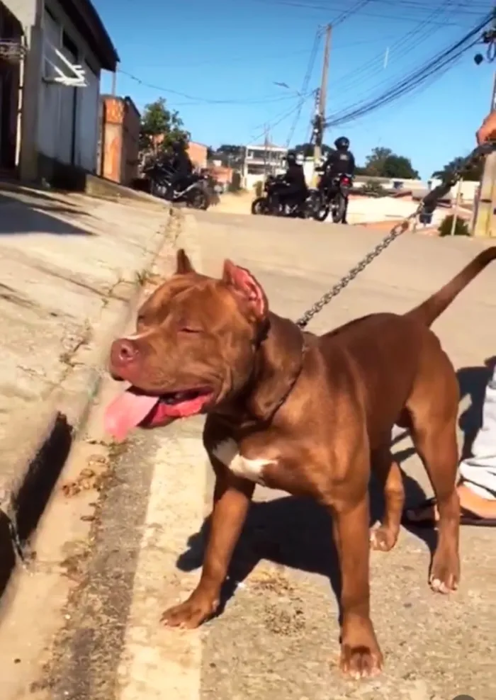Cachorro raça Pit-Bull idade 4 anos nome Gohan 