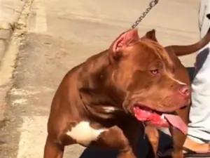 Cachorro raça Pit-Bull idade 4 anos nome Gohan 