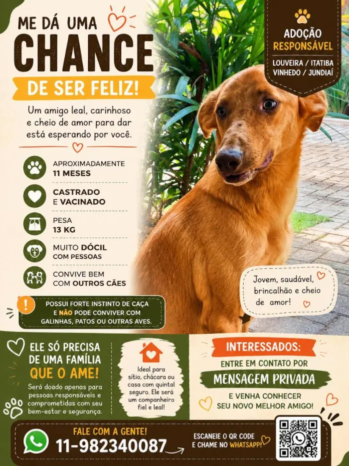 Cachorro raça SRD-ViraLata idade 1 ano nome Leo