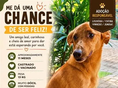 Cachorro raça SRD-ViraLata idade 1 ano nome Leo