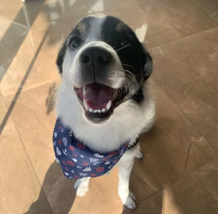 Cachorro raça SRD-ViraLata idade 5 anos nome Jack