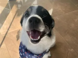 Cachorro raça SRD-ViraLata idade 5 anos nome Jack