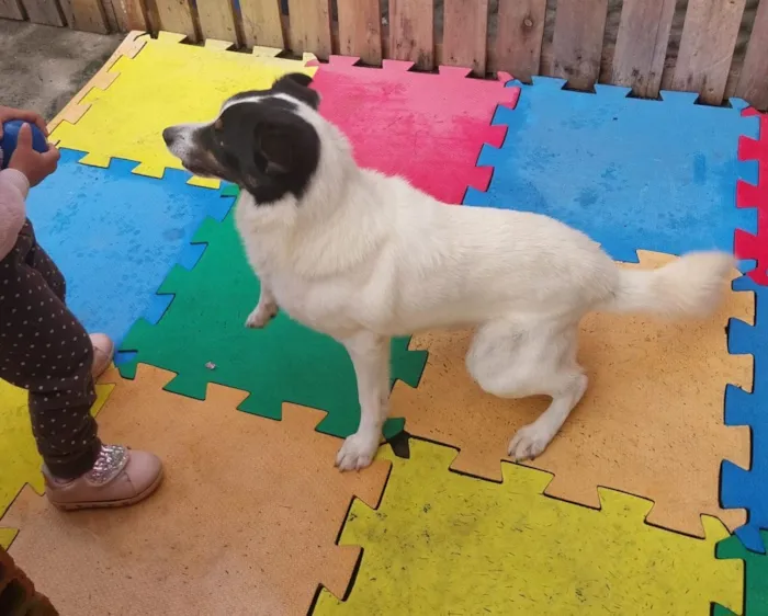 Cachorro raça SRD-ViraLata idade 5 anos nome Jack