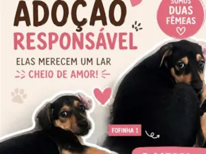 Cachorro raça SRD-ViraLata idade 2 a 6 meses nome não tem nome 