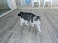 Pipoca