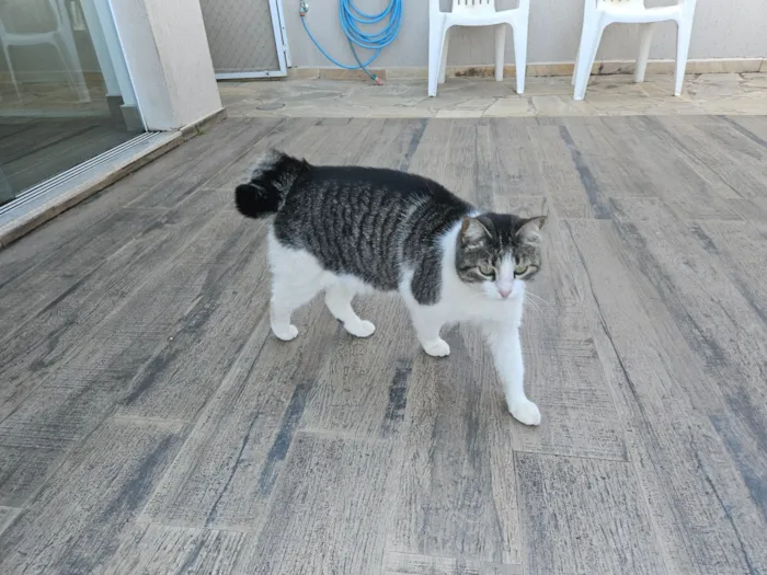 Gato raça SRD-ViraLata idade 6 ou mais anos nome Pipoca
