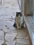 Pipoca