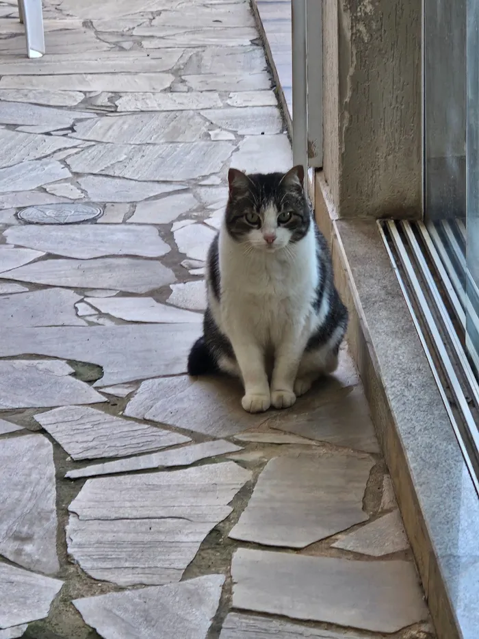Gato raça SRD-ViraLata idade 6 ou mais anos nome Pipoca