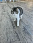 Pipoca