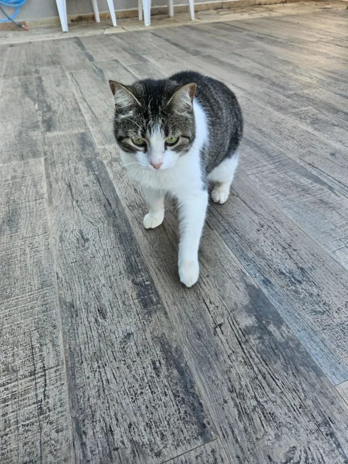 Gato raça SRD-ViraLata idade 6 ou mais anos nome Pipoca