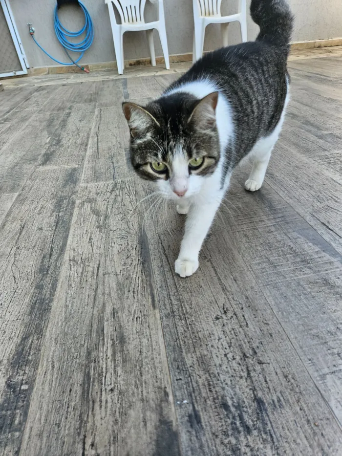 Gato raça SRD-ViraLata idade 6 ou mais anos nome Pipoca