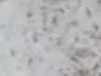 Eduardo 