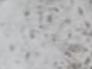 Gato raça Siamês idade 1 ano nome Eduardo 