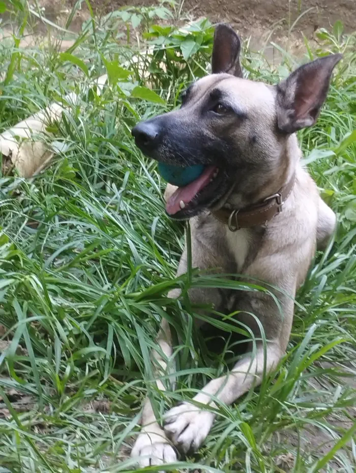 Cachorro raça SRD-ViraLata idade 4 anos nome Apollo 