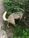 Apollo 