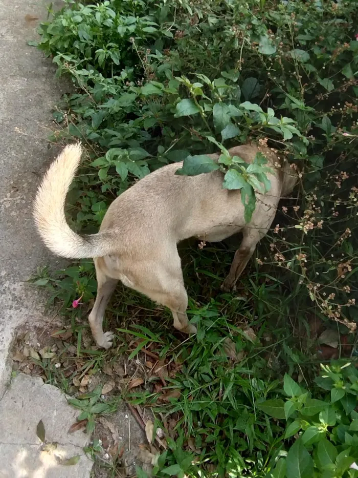Cachorro raça SRD-ViraLata idade 4 anos nome Apollo 