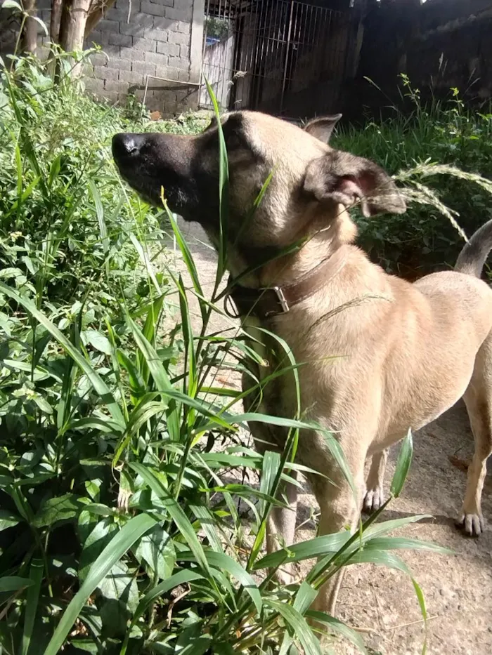 Cachorro raça SRD-ViraLata idade 4 anos nome Apollo 