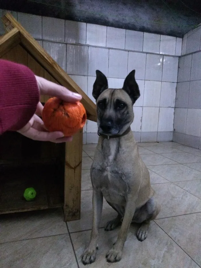 Cachorro raça SRD-ViraLata idade 4 anos nome Apollo 