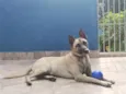 Apollo 