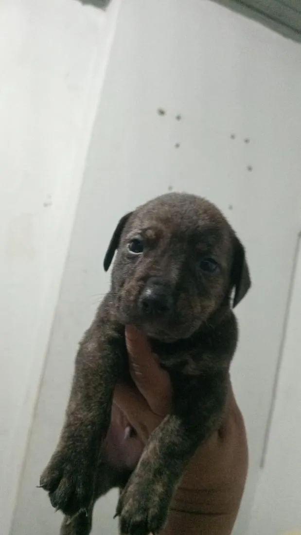 Cachorro raça SRD-ViraLata idade Abaixo de 2 meses nome Negume, Alacasan
