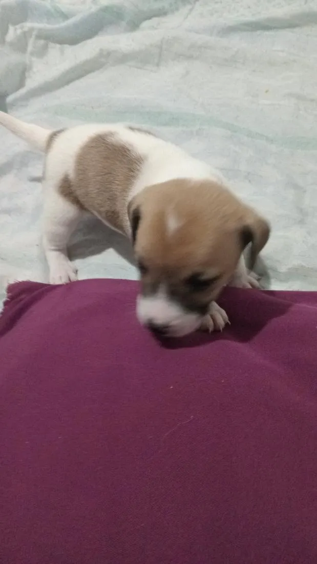 Cachorro raça SRD-ViraLata idade Abaixo de 2 meses nome Negume, Alacasan