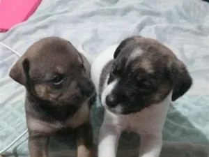 Cachorro raça SRD-ViraLata idade Abaixo de 2 meses nome Negume, Alacasan
