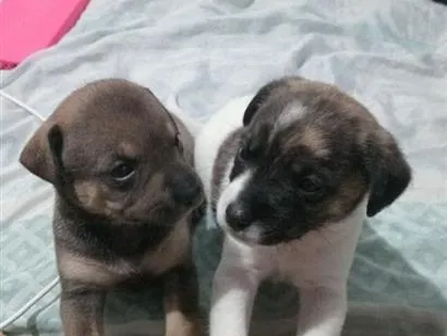 Cachorro raça SRD-ViraLata idade Abaixo de 2 meses nome Negume, Alacasan