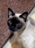 Leoninha