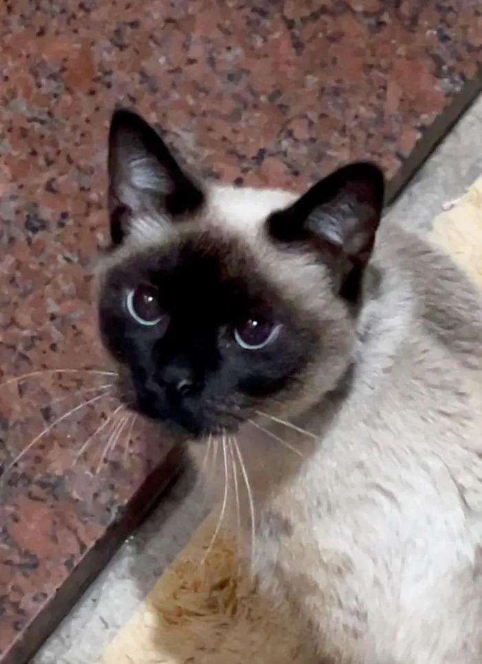 Gato raça Siamês idade 4 anos nome Leoninha