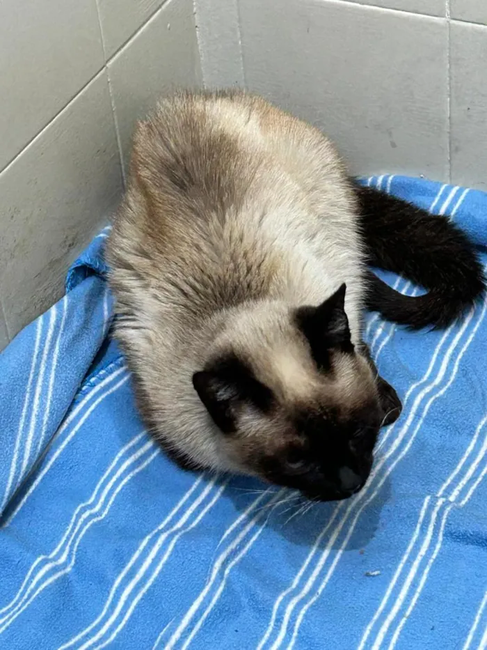Gato raça Siamês idade 4 anos nome Leoninha