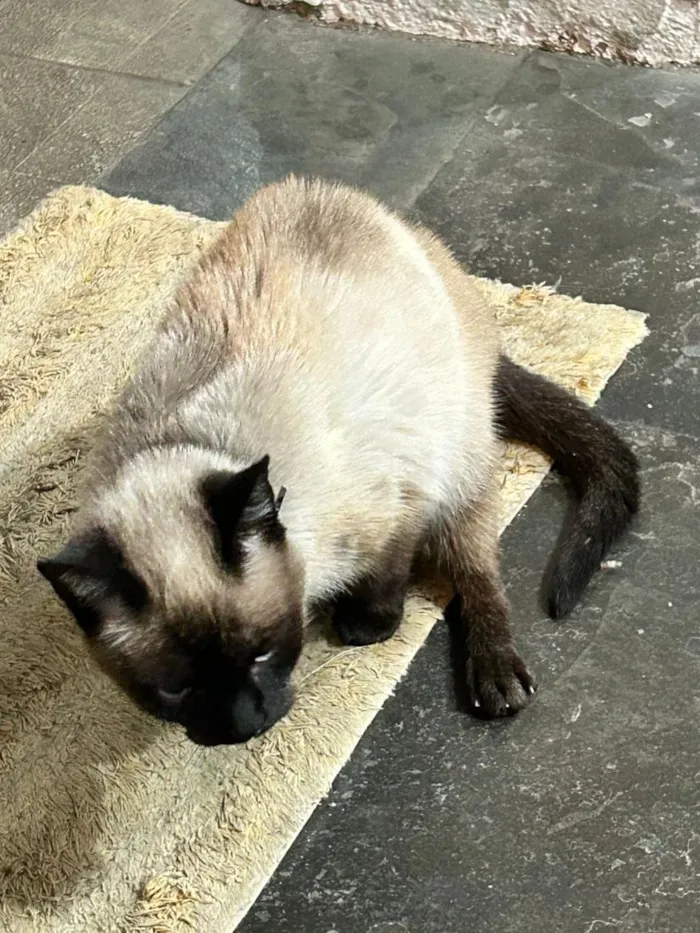 Gato raça Siamês idade 4 anos nome Leoninha