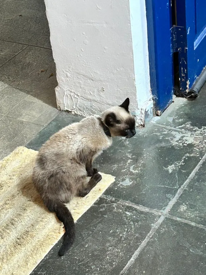 Gato raça Siamês idade 4 anos nome Leoninha