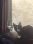 pantera as pretinha 