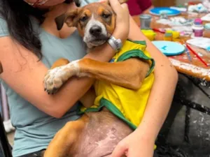 Cachorro raça SRD-ViraLata idade 2 a 6 meses nome Samantha