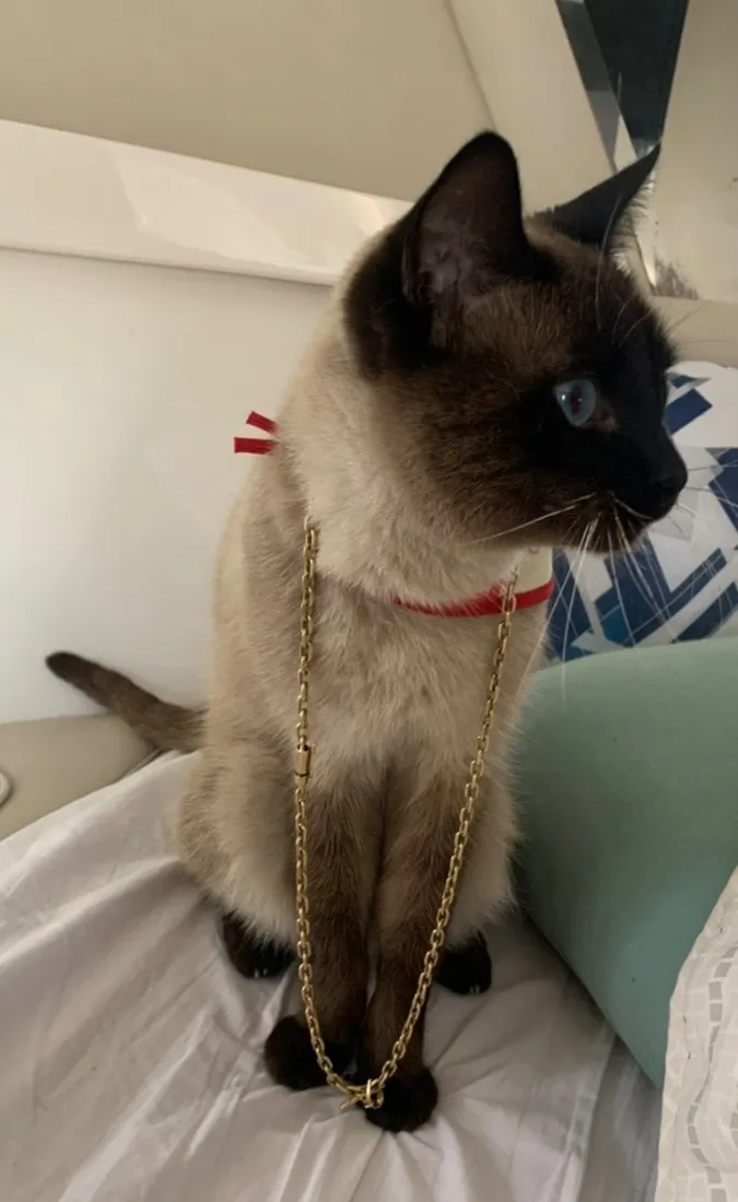 Gato raça Siamês idade 6 ou mais anos nome Gael