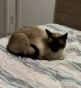 Gael