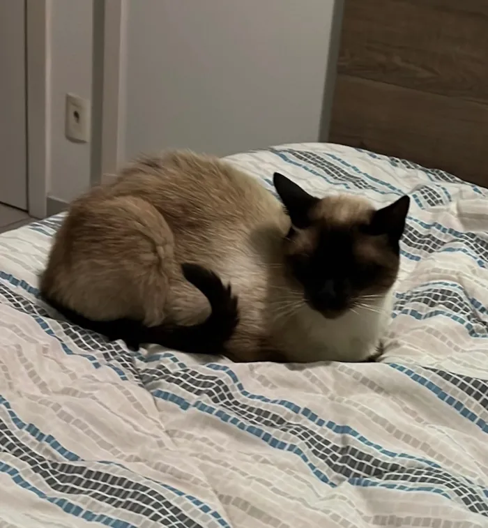 Gato raça Siamês idade 6 ou mais anos nome Gael
