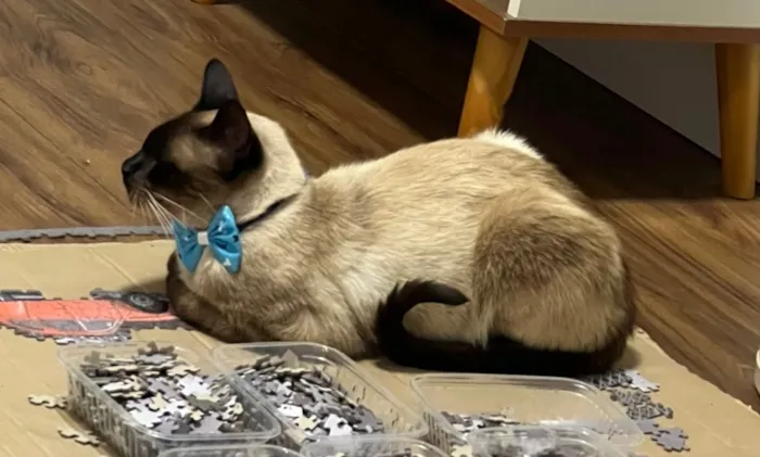 Gato raça Siamês idade 6 ou mais anos nome Gael