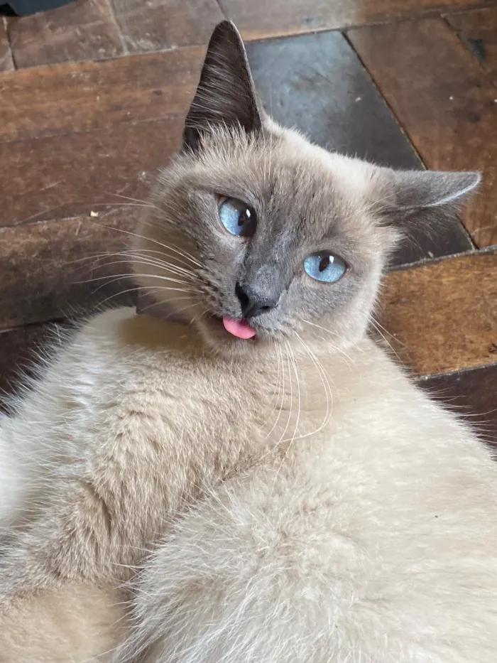 Gato raça SRD-ViraLata idade 3 anos nome Katarina 